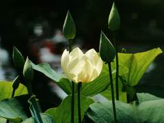 [희신강징] 속련