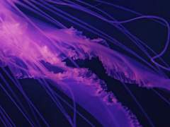 [희신강징] 어목연석