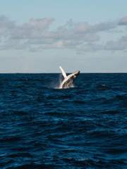 타케바야시 아오이