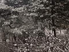 새하얀 솜털 같은 너