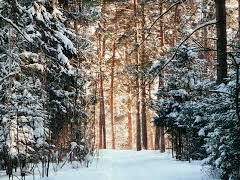 메디올라놈 6기