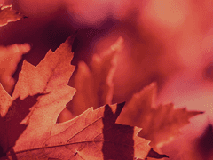 ✦ 몽블랑 에클레어 | 자작 | XY