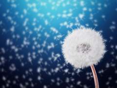 마호범 7세 남자(XY)