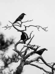 烏鴉가 태어나다