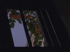 추락할지언정 그곳에도 행복은 있기에.