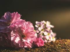 [다자츄] 달보드레 10