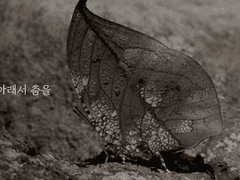 [경자경] 햇빛 아래서 춤을