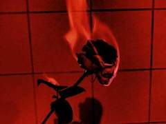 화려히 핀 목련