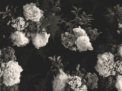 신청서: Darling 달링