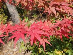 꽃의 죽음 外. IF 2학년