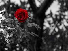 평화 속의 혁명은 그저 구차한 변명일 뿐.