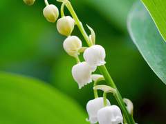 연모지정(戀慕之情)