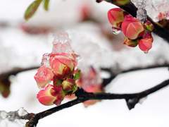 시즈키마 5주년 어쩌구