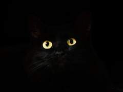 The Cat Is In the Bag 번역 0