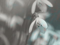 Snowdrop?