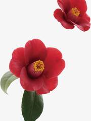 백영염적애말(白榮染赤愛抹)