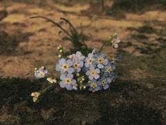 [디미펠/실펠] Forget me not