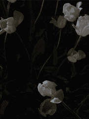 PRING - 浪漫<夢幻