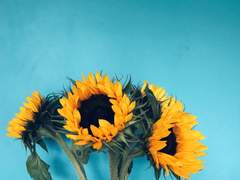 사토 히마와리&sup2;.