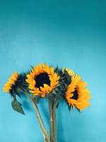 사립 쇼케이다이 여학교