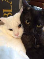 애증의 강박관념