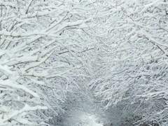 甤雪에 추리를 빛나게.