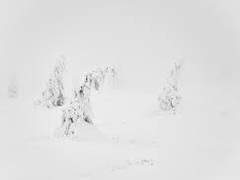 당신의 ■■을 바라는,