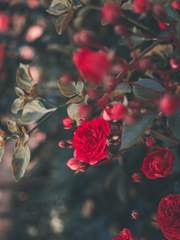 화엽과 칼날의 시