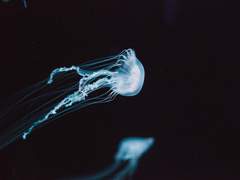 그 어떤 외로움에 관한,