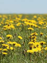 [JV] 가히나리 곶 (完)