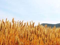 길들여진 고슴도치