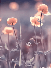 자카란델라 O. 칼세올라리안