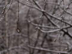 ♪야코 미소라 (八子美空) | phantasia 프로듀서 | 1학년♪