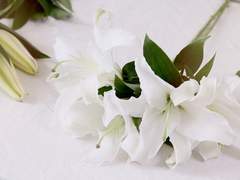 정다운 화원에 어서오세요 01