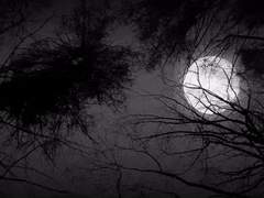 고통스러울 월광.