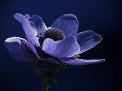 Purple anemone