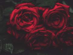 Lillian Nova Ameltion / XX / Pure Blood / Hufflepuff