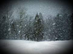 [매뉴패치] 눈의 꽃