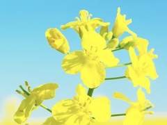 [진총] 개나리 노란 꽃그늘 아래 7