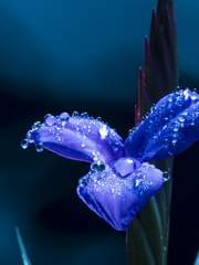 자캐토미 코퍼레이션