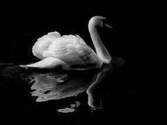 𝓹𝓮𝓻𝓯𝓮𝓬𝓽𝓲𝓸𝓷𝓲𝓼𝓽