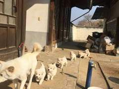 노란 마을 명물 일곱친구들