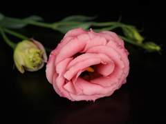 [리조니키] Lisianthus boy