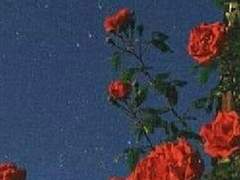 마지막 아나키스트.