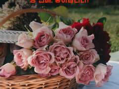 강 선배, 좋아합니다!