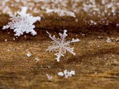 Dear, December Didier Frederica