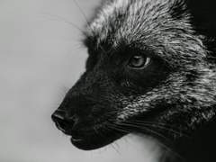 록수야, 록수야. 뭐하니?