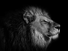 [레오츠카/렝츸] Lionlove_