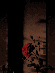 roses are red, violets are blue