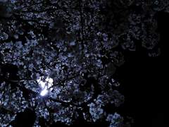 [로우루] 사랑의 기만 (미완)